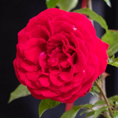 Yougarden Harkness Roses Kevin's RoseEstablished Plant In 4 Litre Pot from B&Q