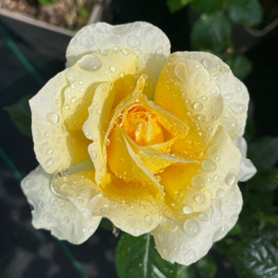 Yougarden Harkness Rose 'st Rita' 4 Litre Pot from B&Q