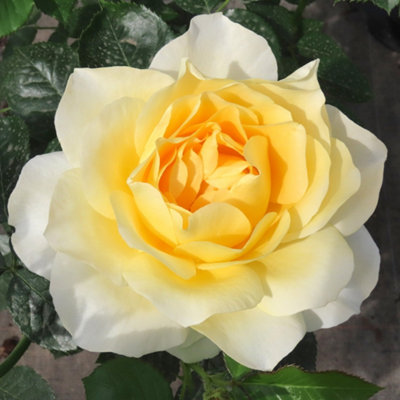 Yougarden Harkness Roses Julie's Rose 4L Pot from B&Q