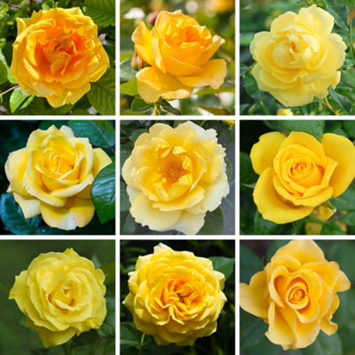 Yougarden Harkness RosesYellow RoseEstablished Rose Plant In 4L PotReady To Plant Rose For PotsBedsOr BordersColourful Roses Fo from B&Q