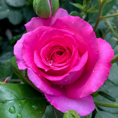 Yougarden Harkness Rose 'fab At 70' Potted In A 4 Litre PotGarden ReadyBirthday 70Th Gift from B&Q
