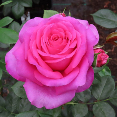 Yougarden Harkness Roses Donna's RoseFloribunda Pink Fragrant Repeat Flowering Established 4 Litre Pot from B&Q