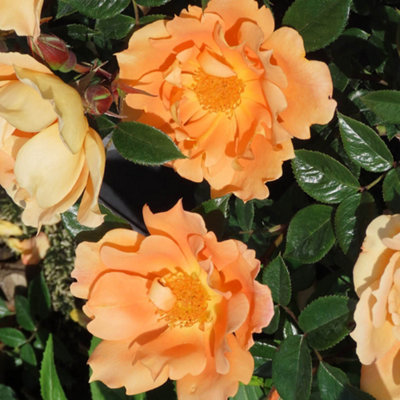 Yougarden Harkness Roses Climbing Rose 'bridge Of Sighs' 4 Litre Pot from B&Q