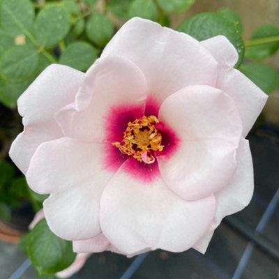 Yougarden Harkness Rose 'chawton Cottage' Climbing Rose In 4 Litre Pot from B&Q