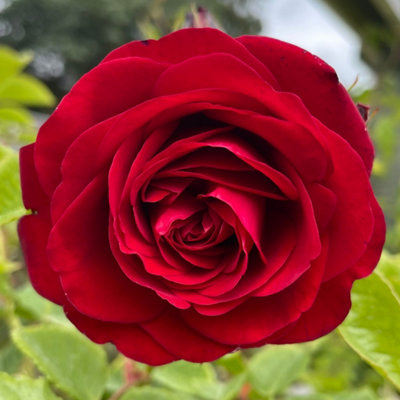 Yougarden Harkness Roses Climbing Rose 'cumberland' 4L Pot from B&Q