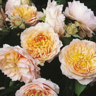 Yougarden Harkness Roses 'ginger Syllabub' Rose4 Litre Potted from B&Q