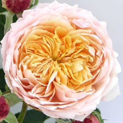 Yougarden Harkness Roses Anthony's RoseClimbing Amber Pink4 Litre Potted PlantFragrant Garden ColourReady To Plant from B&Q