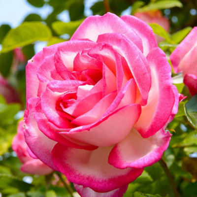 Yougarden Rose 'handel' 4 Litre Pot from B&Q