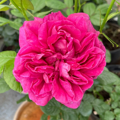 Yougarden Harkness Rose 'highclere Castle' 4L PottedReady To Plant from B&Q