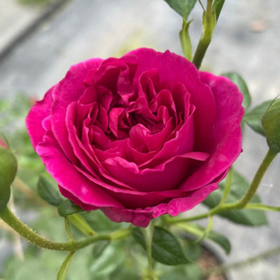 Yougarden Harkness Rose 'harkness Heritage' Climbing Deep Pink Purple Repeat Flowering Established 4 Litre Pot from B&Q