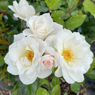 Yougarden Rose 'climbing Iceberg' 4 Litre Pot from B&Q