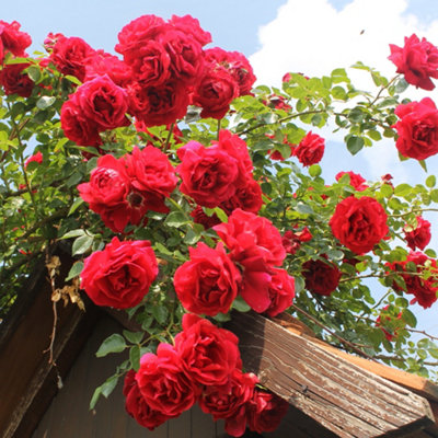 Yougarden Climbing Rose 'pauls Scarlet' 4 Litre PotRambling Roses from B&Q
