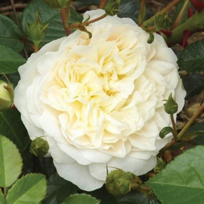 Yougarden Harkness Climbing Rose 'perpetually Yours' 4 Litre Pot from B&Q