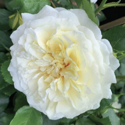Yougarden Harkness Roses Isla's RoseClimbing Cream LemonRepeat FloweringEstablished Plant In 4 Litre PotGarden Trellis from B&Q