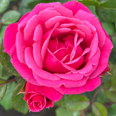 Yougarden Climbing Rose 'pink Perpetue' 4 Litre Pot from B&Q