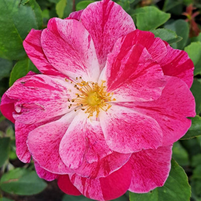 Yougarden Harkness Roses Rosemary Day Rose 4L PottedReady To Plant from B&Q