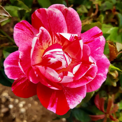 Yougarden Harkness Roses Rosemary's RoseClimbing Repeat Flowering Scarlet Striped Established 4 Litre Pot Garden Trellis from B&Q