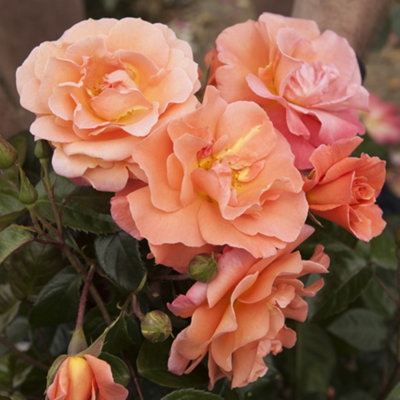 Yougarden Climbing Rose 'scent From Heaven' 1 X 4L Pot from B&Q