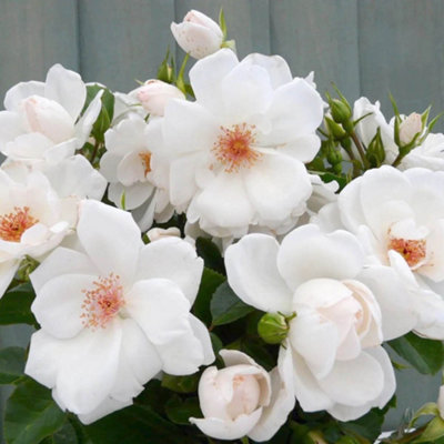 Yougarden Harkness Roses 'oakhaven Hospice' RoseWhite Flowering Climbing Rose4 Litre PottedCharity Garden Plant from B&Q