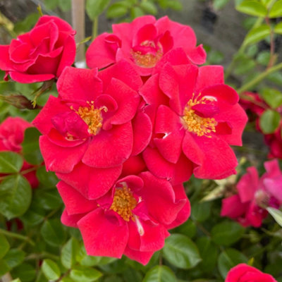 Yougarden Harkness Climbing Rose 'summer Sweetheart'  4L Pot from B&Q