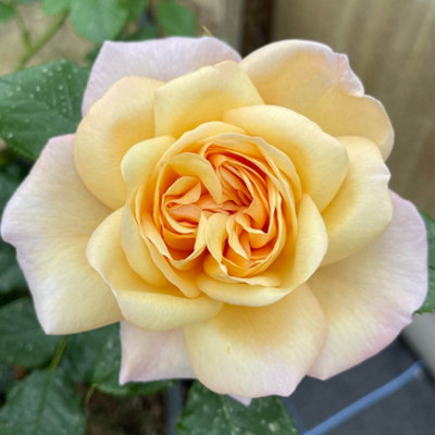 Yougarden Harkness Roses Susie Climbing Rose 4 Litre PottedReady To Plant from B&Q