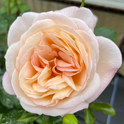 Yougarden Harkness Roses Lily's RoseClimbing Plant 4 Litre PotFragrant Colour Changing BloomsGarden Patio Ready from B&Q