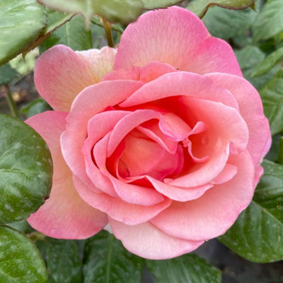 Yougarden Harkness Roses Sweet Syrie Climbing Rose 4L PottedReady To Plant from B&Q