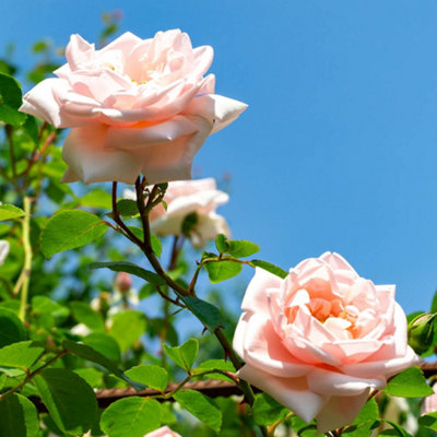 Yougarden Joseph's RoseShell-Pink Fragrant Climbing Rose4 Litre Potted PlantReady To Plant from B&Q