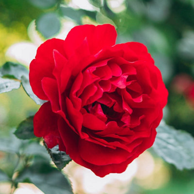 Yougarden Harkness Rose 'the Coronation' 4L Pot from B&Q