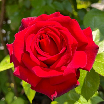 Yougarden Eric's RoseRed Climbing Rose Plant4 Litre PotReady To PlantGarden Gift from B&Q