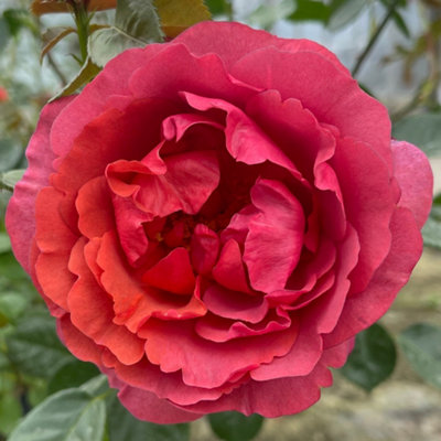Yougarden Harkness Roses Wonderful World Climbing Rose 4 Litre PottedReady To Plant from B&Q