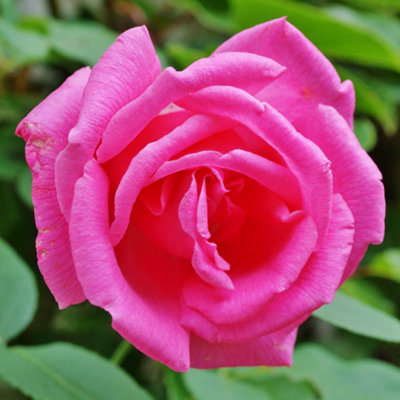 Yougarden Rose 'zephirine Drouhin'Established Plant In 4 Litre PotReady To Plant Thornless Climbing Rose For PotsBordersOr from B&Q