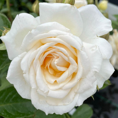 Yougarden Harkness 'fab At 30'  Birthday Rose4 Litre PottedCream Honey FlowersReady To Plant Garden Colour from B&Q