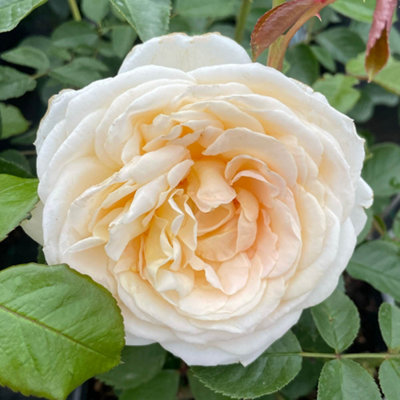 Yougarden Harkness Rose 'happy Birthday Cream' ™ 4 Litre Pot from B&Q