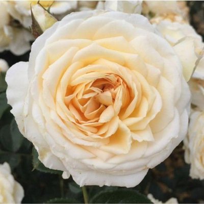 Yougarden Harkness Roses 'cream Abundance' Rose4 Litre Pot from B&Q
