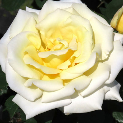 Yougarden Harkness Rose 'diamond Days' Established Plant In 4 Litre PotReady To Plant from B&Q