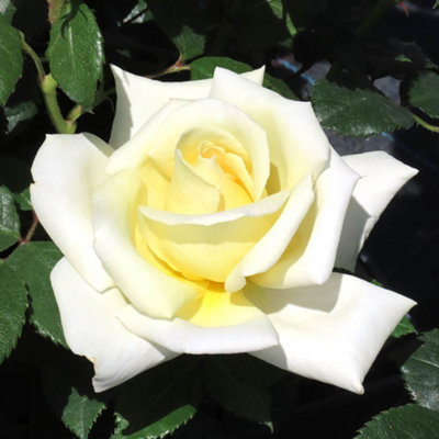 Yougarden Harkness Rose 'the Happy Couple'4 Litre PotCream White FlowersReady To PlantGarden Shrub from B&Q