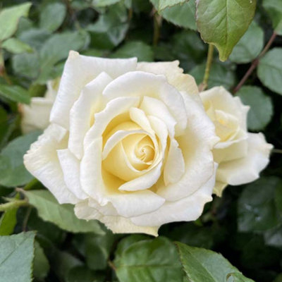 Yougarden Harkness Lynn's RoseEstablished Rose In 4 Litre PotReady To Plant from B&Q