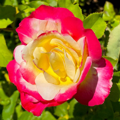 Yougarden Harkness Rose 'double Delight'Established Plant In 4 Litre PotReady To PlantFor PotsBedsAnd Borders from B&Q