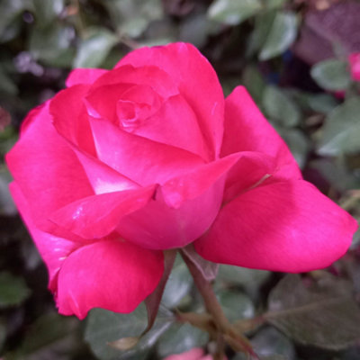 Yougarden Harkness Roses Dr. Susan Michaelis RoseEstablished Plant In 4L PotReady To Plant from B&Q