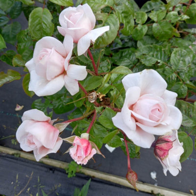 Yougarden Harkness Roses The Elton John Aids Foundation Rose4 Litre Potted RoseReady To PlantCharity Roses from B&Q