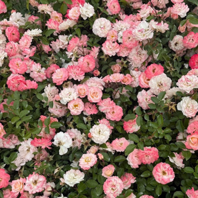 Yougarden Harkness Rose 'happy Retirement' ™ 4 Litre Pot from B&Q