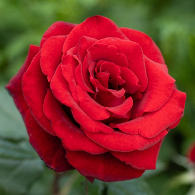 Yougarden Harkness Rose 'fab At 60' Potted In A 4 LitreGarden ReadyBirthday 60Th Gift from B&Q