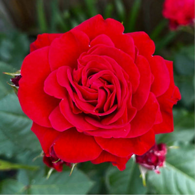 Yougarden Harkness Roses Faithful Rose In 4 Litre PotReady To Plant Garden RoseRed Roses For PotsBedsAnd Garden BordersBush Rose from B&Q
