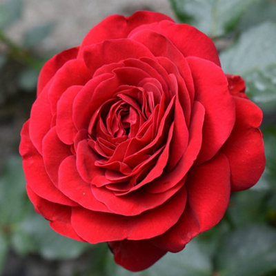 Yougarden Harkness Steve's Rose Established Plant In 4 Litre Pot from B&Q