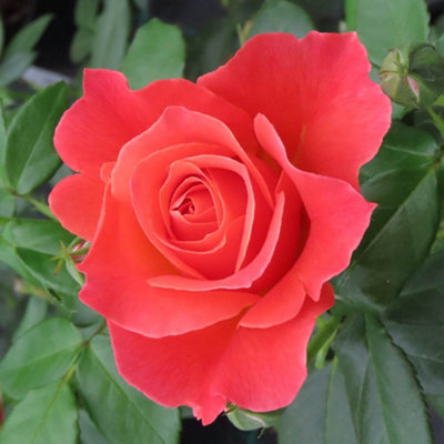 Yougarden Harkness Roses Scott's RoseFloribunda4 Litre Pot Orange Blooms Fragrant Garden Colour from B&Q