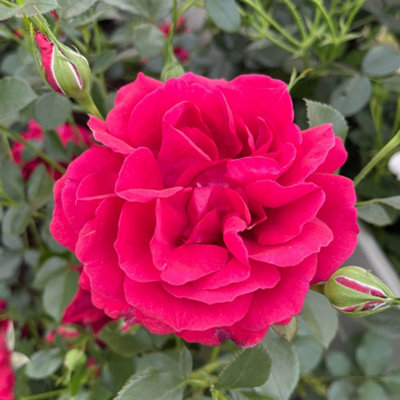 Yougarden Harkness Roses Richard's Rose1 X 4 Litre PotRed Double FlowersStrong FragranceReady To Plant Garden Shrub from B&Q