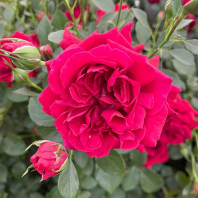Yougarden Harkness Rose 'times Past' Floribunda 4 Litre Pot Red Blooms Strong Fragrance from B&Q