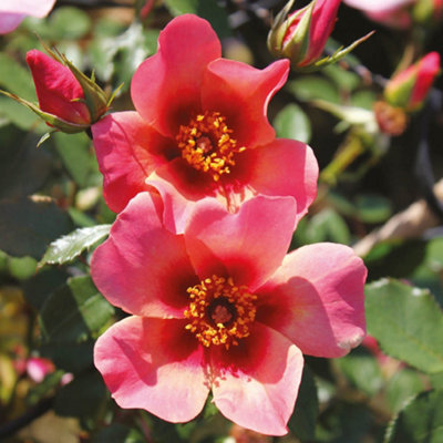 Yougarden Rose For Your Eyes OnlyEstablished Plant In 4 Litre PotReady To Plant RoseSummer To Autumn Flowering PlantFor Po from B&Q