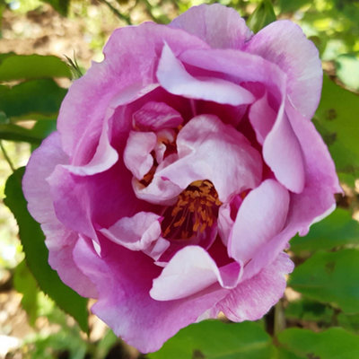 Yougarden Harkness Rose 'forget You Not' ™Established Rose In 4L PotReady To PlantSummer To Autumn Flowering RosePink Flowers For Po from B&Q